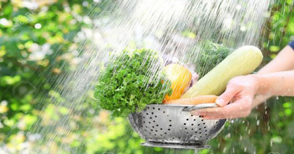 Cách[-]rửa[-]rau[-]để[-]loại[-]bỏ[-]thuốc[-]trừ[-]sâu[-]gây[-]hại